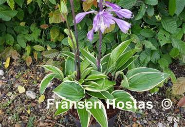 Hosta Grateful Red